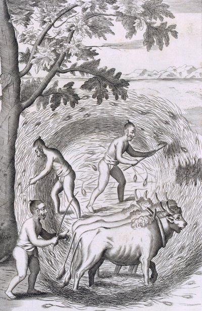 セイロン島の歴史的関係、パブからの彼らの米を踏む方法。 1681彫刻 作： Robert Knox