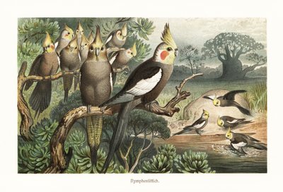 水場でのオカメインコ、Nymphicus hollandicus の群れ。 1882年（クロモリトグラフ） 作： Robert Kretschmer