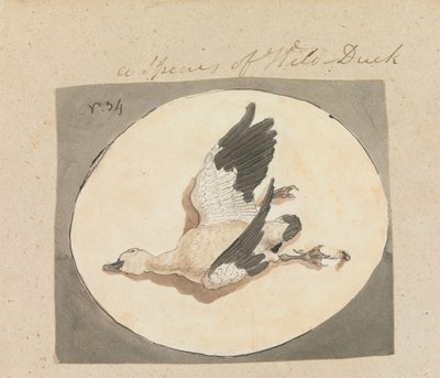 A Species of Wild Duck   1433824   ja       japanese Successfully Translated  Original: Henry Ford (1863-1947) american industrialist pioneer of american car industry driving his Quadricycle Translat: Henry Ford (1863-1947) american industrialist pioneer o 作： Robert Mabon