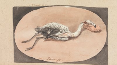 Flamingo 作： Robert Mabon