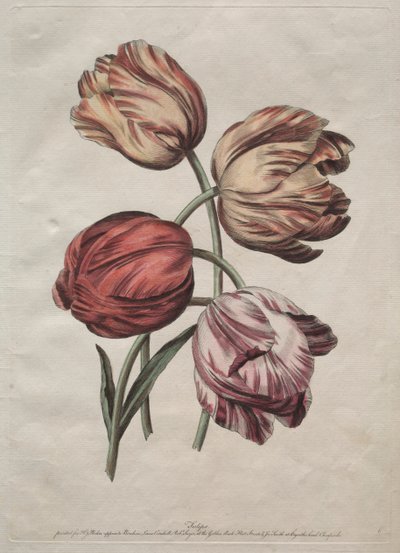 de la Courによるアウトラインの自然の花の8つの美しいグループ：チューリップ 作： Robert Sayer