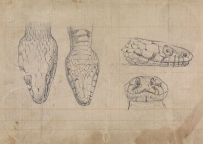 Estudo da cabeça de uma cobra 作： Robert Smirke
