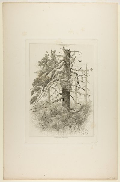 ナウション島の古木 作： Robert Swain Gifford