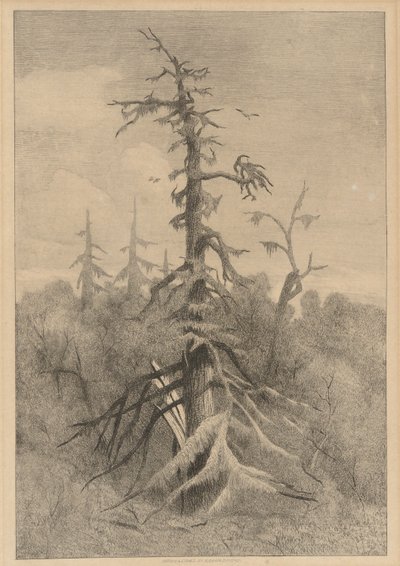 ナウション島の古木 作： Robert Swain Gifford