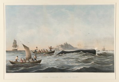 マッコウクジラ No.1 The Case 作： Robert Swain Gifford