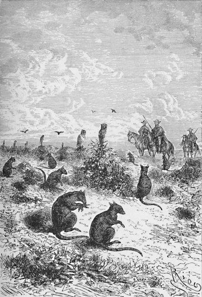 ビスカチャス、c1885、1890 作： Robert Taylor Pritchett