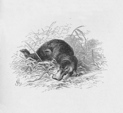 Ornithorhynchus Paradoxus、c1885、1890 作： Robert Taylor Pritchett