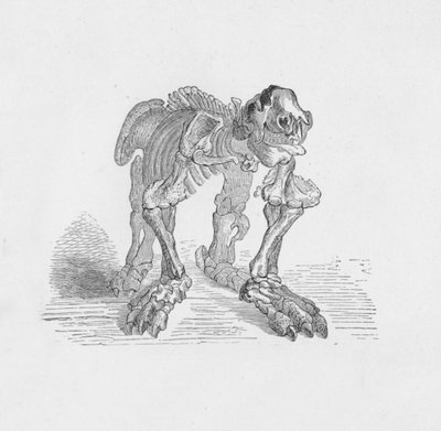 メガテリウムのスケルトン、c1885、1890 作： Robert Taylor Pritchett