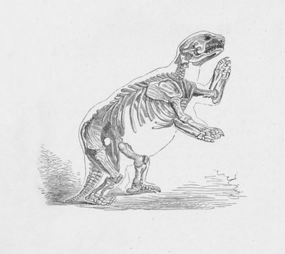 ミロドンの骨格Darwinii、c1885、1890 作： Robert Taylor Pritchett