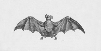 ヴァンパイアバット、c1885、1890 作： Robert Taylor Pritchett