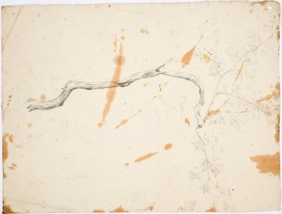 TOPIC イタリア発：落葉樹 作： Robert Wilhelm Ekman