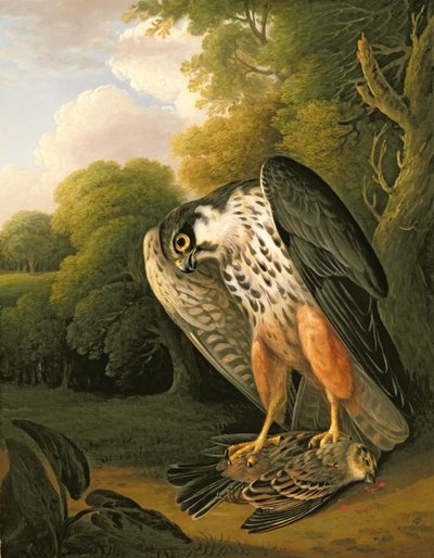 バクストンで撮影したホビーホークと獲物 作： Robert Wilkinson Padley