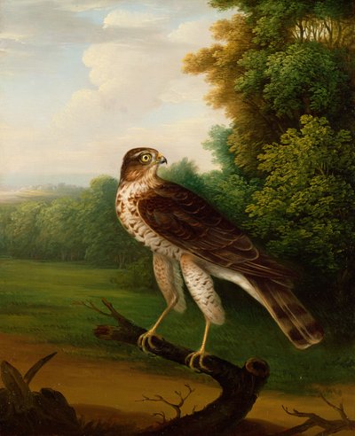 雌の若鷹、1歳（油彩・キャンバス 作： Robert Wilkinson Padley