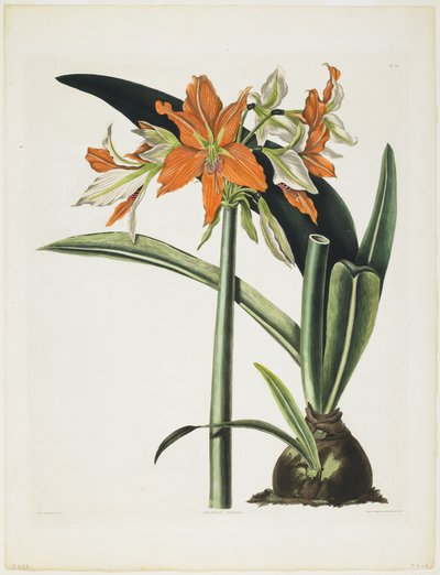 アマリリスフルギダ（縞模様のアマリリス）、1831-34（彫刻入りアクアチント、カラー印刷、手彩色） 作： Robert the Younger Havell