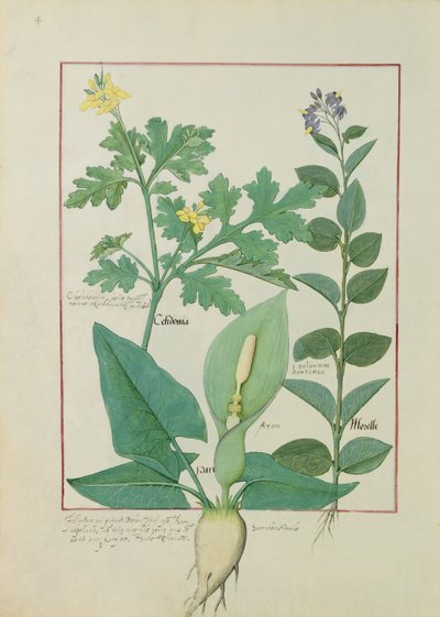 グレーターセランディンまたはポピー、ソラナムまたはナイトシェード、およびアロン、Mattheaus Platearius 113v著「The Book of Simple Medicines」のイラスト 作： Robinet Testard