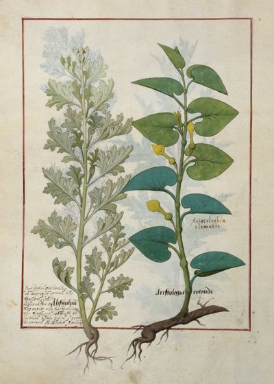 Mattheaus Platearius著 『The Book of Simple Medicines』からのイラスト 作： Robinet Testard