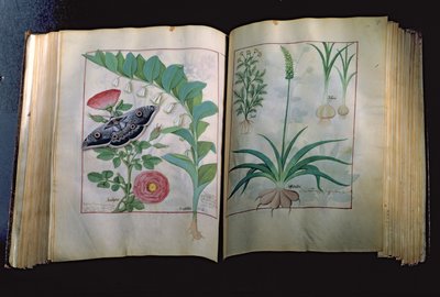 Ms Fr. Fv VI＃1 Mattheus PlateariusによるThe Book of Simple Medicines（dc1161）c.1470のローズとニンニクを描いた2ページ 作： Robinet Testard