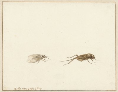 2 つの昆虫 作： Rochus van Veen