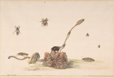 真菌によるさまざまな昆虫、1681年。 作： Rochus van Veen