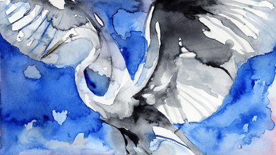 飛翔するアオサギ 作： 