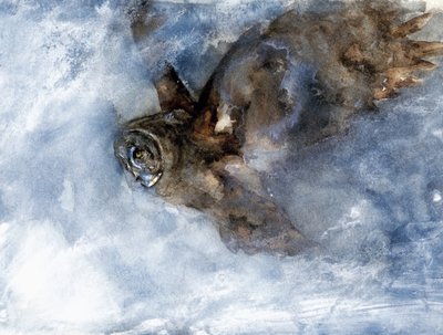 雪フクロウの滑空 作： RodMacIver