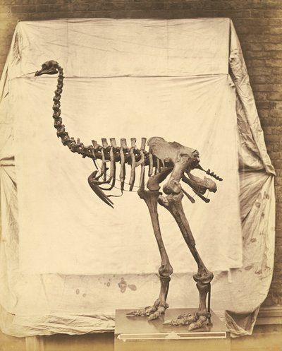 Dinornis Elephantopus Dinosaur 作： Roger Fenton