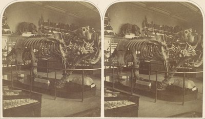 メガテリウム、大英博物館、1850 年代。 作： Roger Fenton
