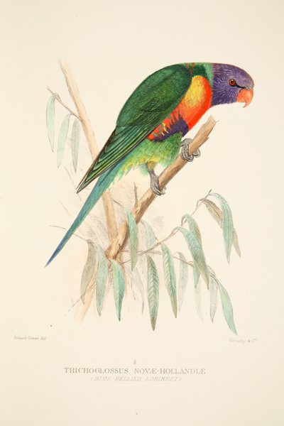 青い腹ゴシキセイガイインコ、パブ。 1916年の手彩色彫刻。 作： Roland Green