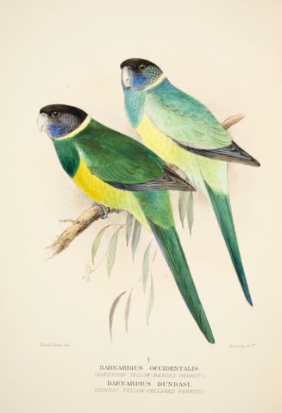 ノーザン イエロー バンド オウムとダンダス イエロー カラード オウム、パブ。 1916年手彩色彫刻 作： Roland Green