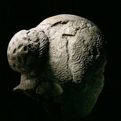 女性の頭部後面図 紀元後2～3世紀 石膏（270971～973も参照 作： Roman Period Egyptian