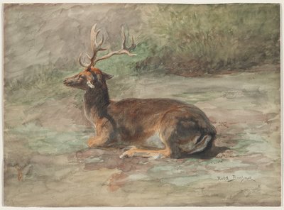 反り返った雄鹿 19世紀後半 黒鉛に水彩・ガッシュ 作： Rosa Bonheur