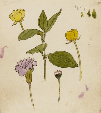 花の研究 - キンポウゲとヒナギク 作： Rosa Brett