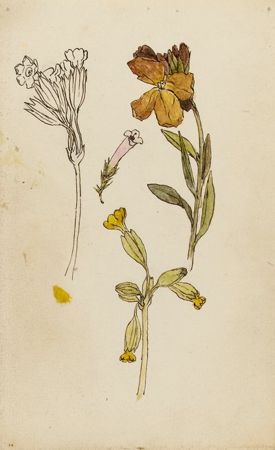花の研究、ウォールフラワーとカウスリップ 作： Rosa Brett