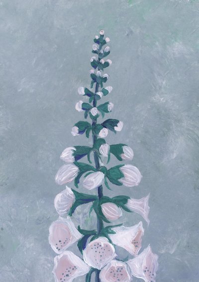 白いキツネノテブクロの花 作： 