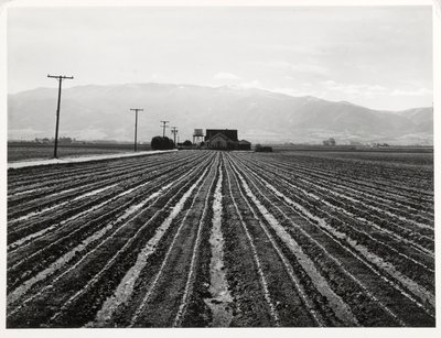 若いレタス、カリフォルニア州サリナス 作： Russell Lee