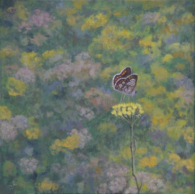 Brown Argus（Sara Crow氏による撮影後 作： Ruth Addinall