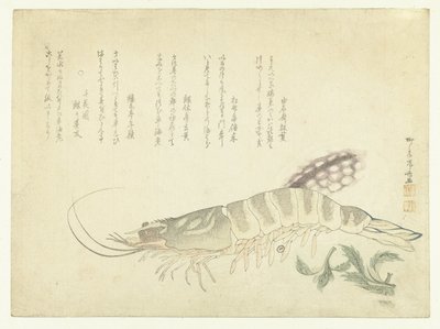 ザリガニとイカ 作： Ryuryukyo Shinsai
