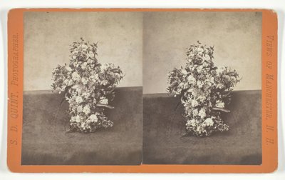 無題 [十字架の形をした花のトリビュート]、19 世紀半ば。 作： S.D. Quint