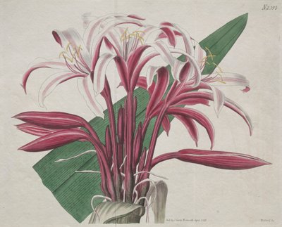 展示されている植物誌またはフラワー ガーデン: Stately Crinum 作： S. Curtis