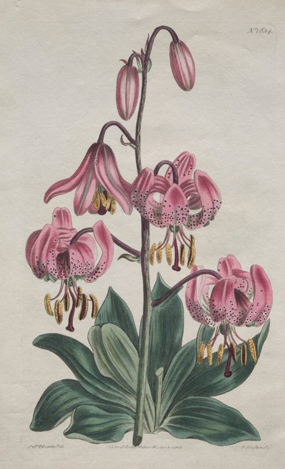 植物誌やフラワーガーデンの展示...タークス・キャップ・リリー 1814年 作： S. Curtis