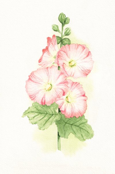 ピンクのタチアオイの水彩画 作： 