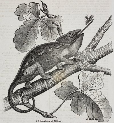 African chameleon, lithograph by Salvatore Puglia from Poliorama Pittoresco, n 30, March 4   1458447   ja       japanese Successfully Translated  Original: Venus and Cupid (oil on canvas) Translat: Venus and Cupid (oil on canvas) 1457859 ja japanese Succes 作： Salvatore Puglia