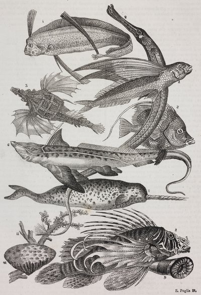 海の生き物: 1 ダッティロフテラ、2 シングナトゥス、3 ペガサス、4 トラキプテルス、5 チョウチョウウオ、6 ウサギ魚、7 ユニコーン (イッカク)、8 フライング プテロイド、9 アッティニア 作： Salvatore Puglia