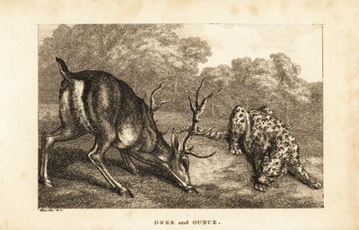 クワガタ（Cervus elaphus）とユキヒョウ（Panthera uncia）の邂逅 作： Samuel (after) Howitt