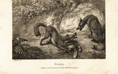 死んだ鳥を持ったキツネが他のキツネを撃退する様子 作： Samuel (after) Howitt