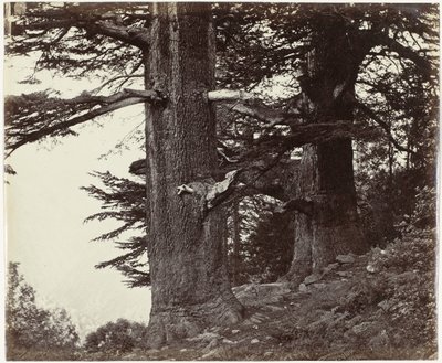 ヒマーチャル プラデーシュ州トゥイー セダーボーメン Deoddars 35 フィートと円周 37 フィート (原題) 作： Samuel Bourne (attributed to)