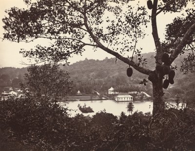 公園のある寺院と島を示すアッパー レイク ロードからのぞき見 -- 前景に果樹 作： Samuel Bourne