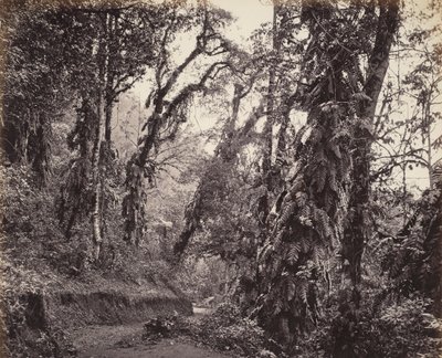 ダージリン、ツタのいる森の風景、トゥクバール ロード 作： Samuel Bourne