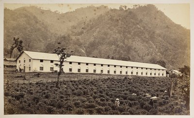 Selim Tea Estate、ダージリン、新工場、下部部門、  「ダージリンの景色」より、  1860～80年    (白黒写真) 作： Samuel Bourne