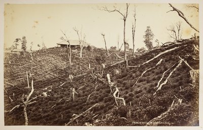 セリム茶園、ダージリン、  「ダージリンの景色」より、  1860年～1880年、  (白黒写真) 作： Samuel Bourne